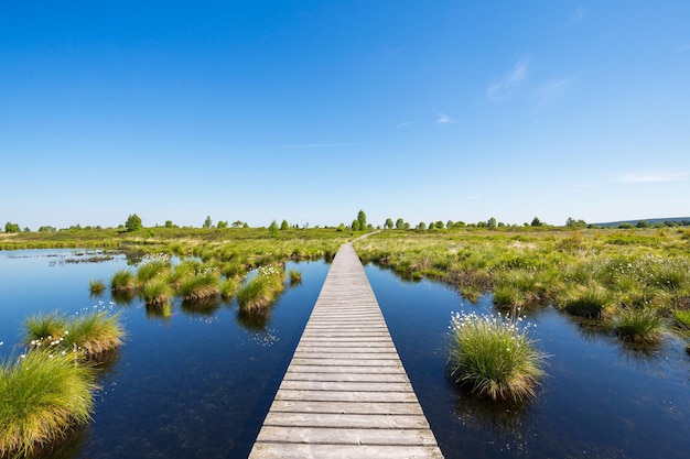 Parc National des Hautes Fagnes au printemps