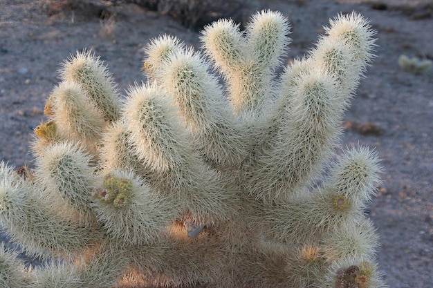 Parc national de Joshua Tree en Californie