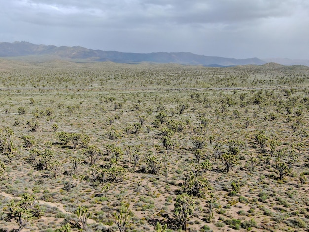 Parc national de Joshua Tree Parc national du désert américain dans le sud-est de la Californie