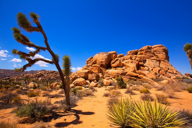 Photo parc national de joshua tree yucca valley désert du mohave californie