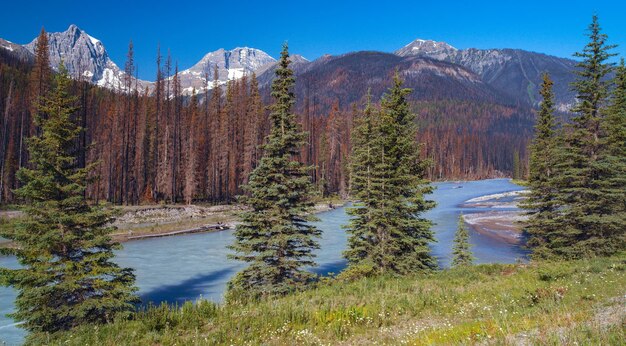 Parc national Kootenay Canada