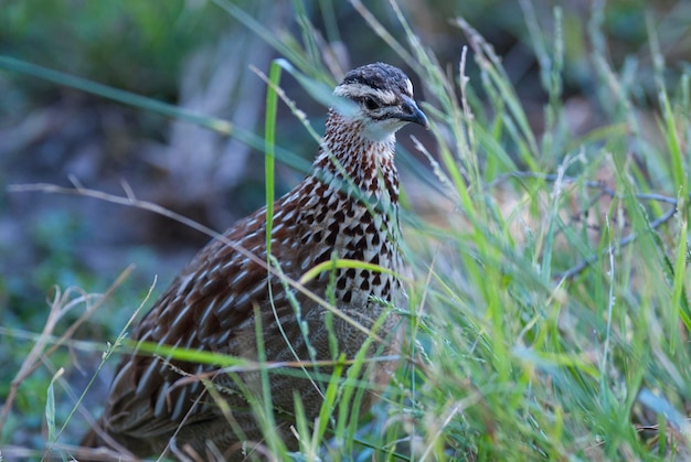 Parc national de Kruger en Afrique du Sud