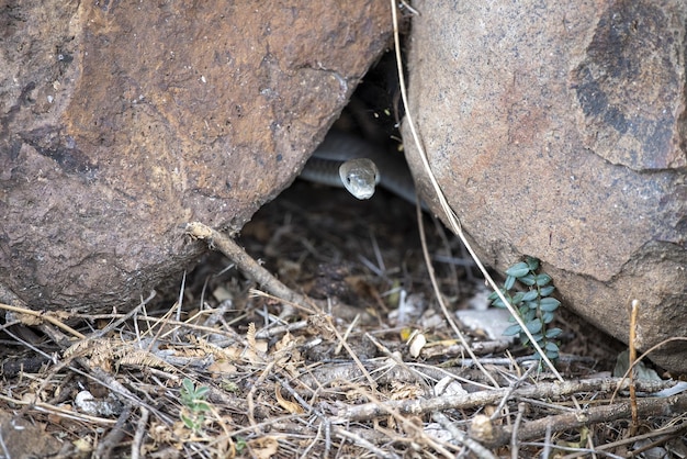 Parc National Kruger de serpent mamba noir, Afrique du Sud