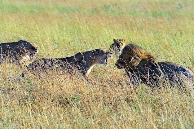 Photo parc national lions masai mara au kenya