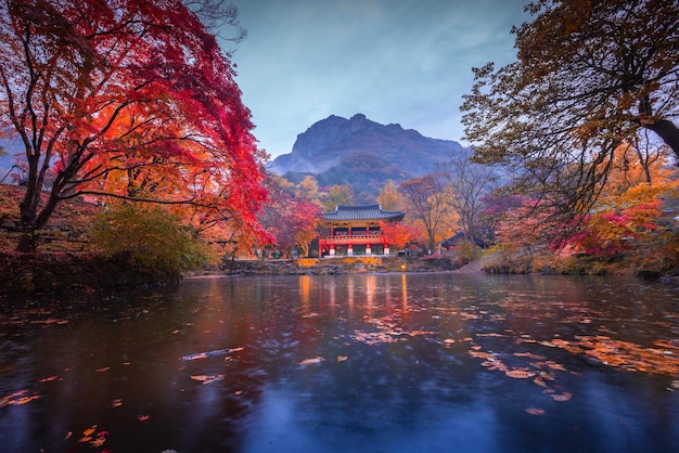 Parc national de Naejangsan Automne en Corée et érable dans le parc Corée du Sud