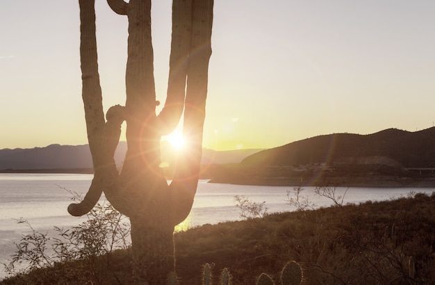 Parc national de Saguaro