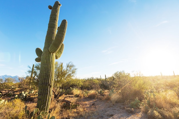 Parc national de Saguaro