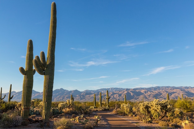 Parc national de Saguaro