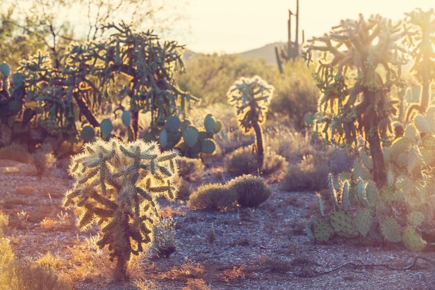 Parc national de Saguaro