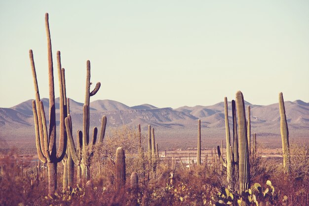 Parc national de Saguaro