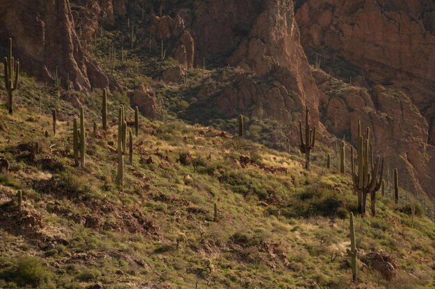 Le parc national de Saguaro