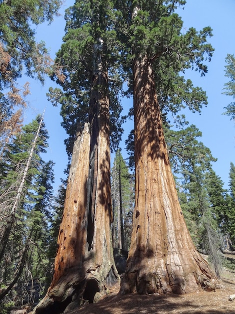 Le parc national des séquoies