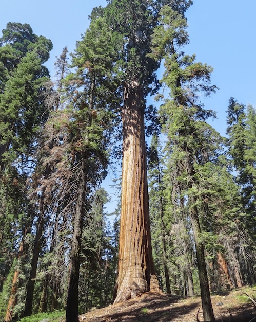 Le parc national des séquoies