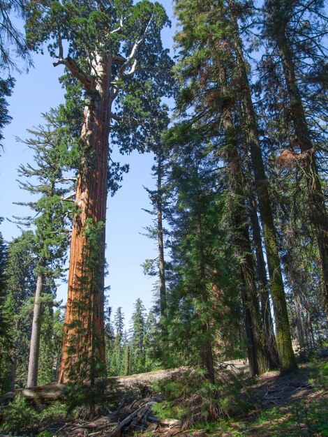Le parc national des séquoies