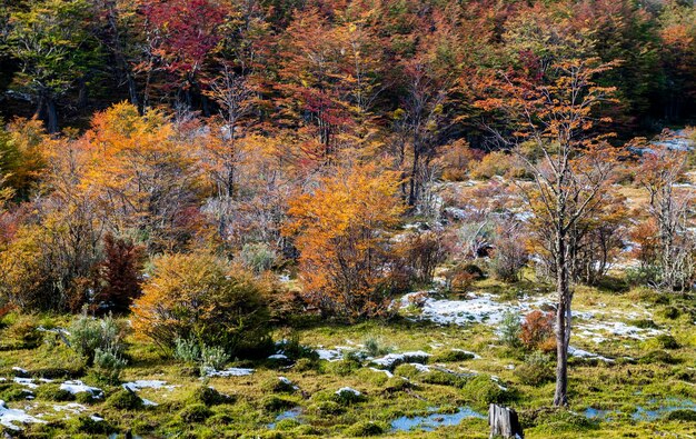 Parc national de la Terre du Feu en Patagonie argentine