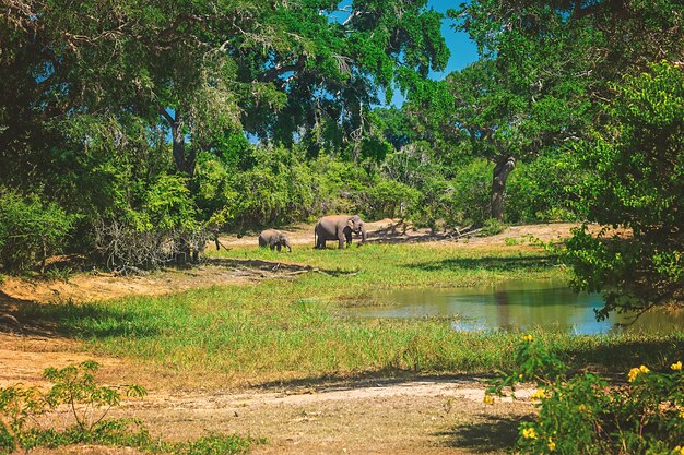 Parc National De Yala, Sri Lanka, Asie. Beau Lac Et Vieux Arbres. Forêt Au Sri Lanka, Gros Rocher De Pierre En Arrière-plan. Journée D'été En Pleine Nature, Vacances En Asie.