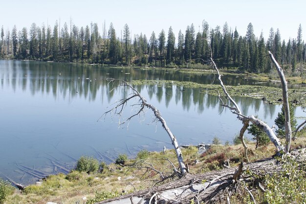 Parc national de Yellowstone dans le Wyoming aux États-Unis