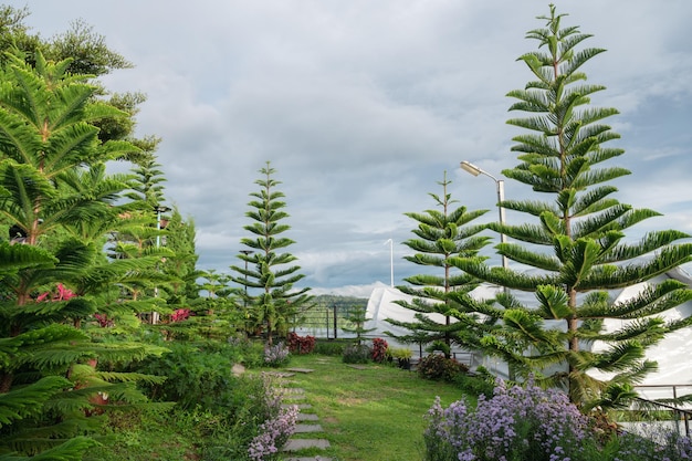 Parc naturel avec pin de l'île Norfolk et variété de fleurs en fleurs dans le jardin