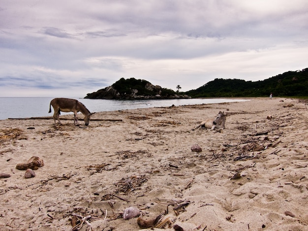 Parc naturel de la plage des ânes de Santa Marta