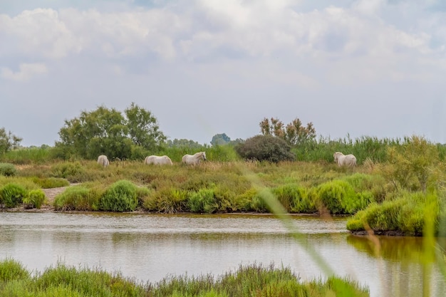 Parc naturel régional de la Camargue