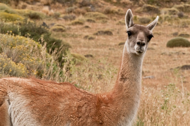 Parc naturel Torres del Paine Chili Patagonie