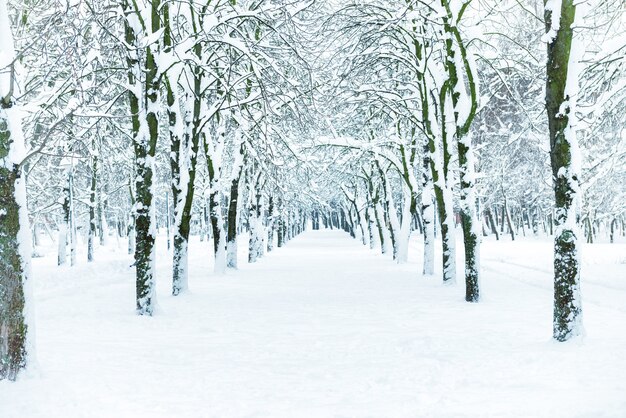 Parc à neige avec arbres blancs dans l'allée centrale
