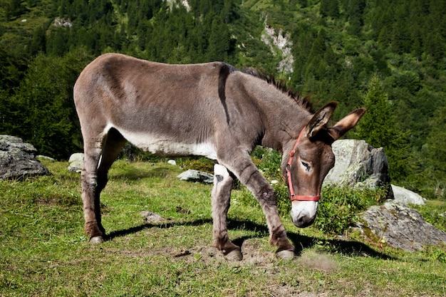 Parc d'Orsiera, région du Piémont, Italie : un âne gratuit dans le parc