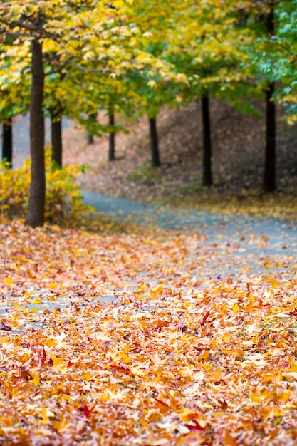 Un parc par une belle journée d'automne