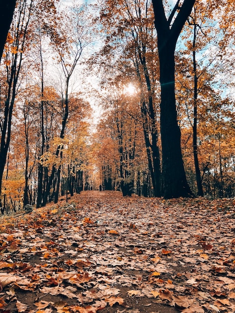 Parc paysage d'automne Allées du parc Une promenade dans le parc Un article sur l'automne