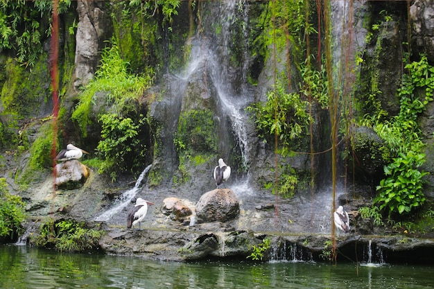 parc des pélicans