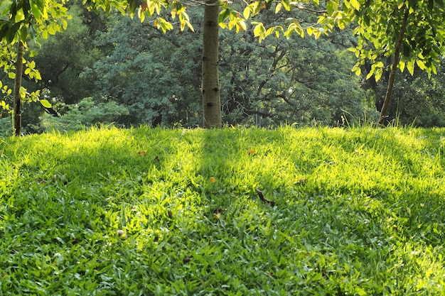 Parc avec pelouse et journée ensoleillée