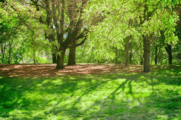 Parc avec pelouses vertes et sentiers