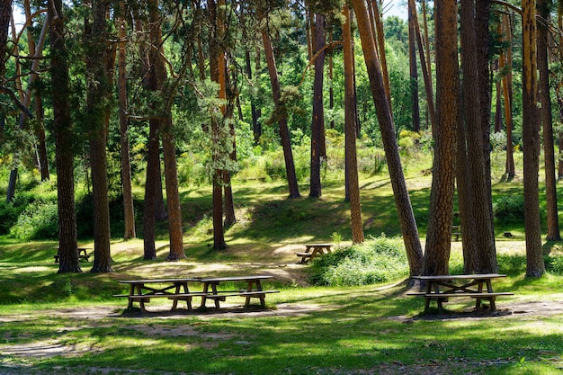 Parc de pique-nique avec bancs, sièges et grands pins