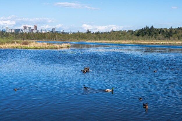 Parc régional du lac Burnaby Burnaby British Columbia Canada