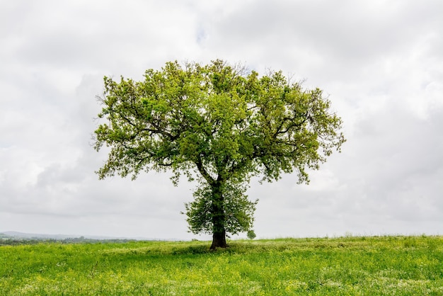 Photo parc régional parco di veio dans la province de rome la nature un arbre sur champ vert ciel nuageux