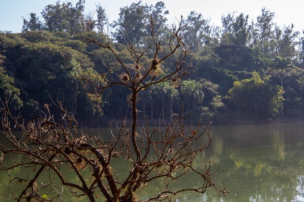 Parc Taquaral à Campinas, So Paulo. beaux arbres et nature luxuriante