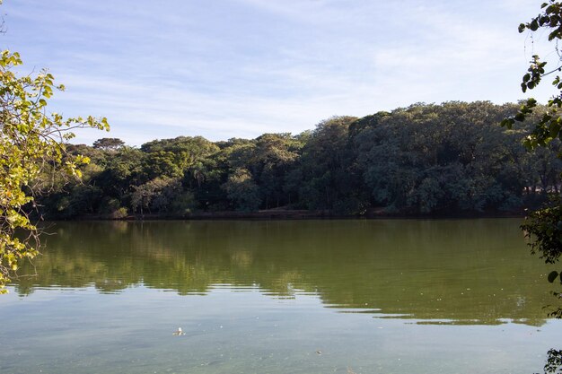 Parc Taquaral à Campinas, So Paulo. beaux arbres et nature luxuriante