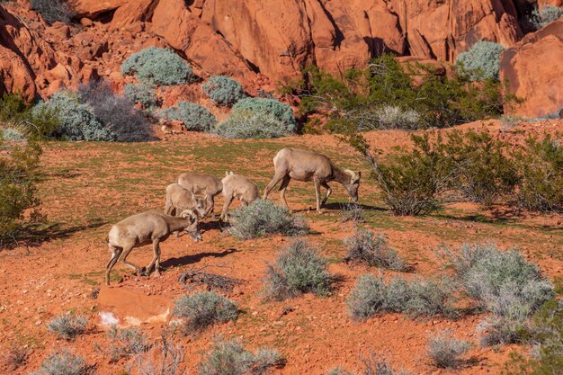 Parc d'État de la Vallée de Feu, États-Unis