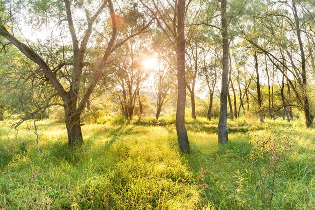 Parc verdoyant et ensoleillé. Paysage avec soleil qui brille à travers les arbres