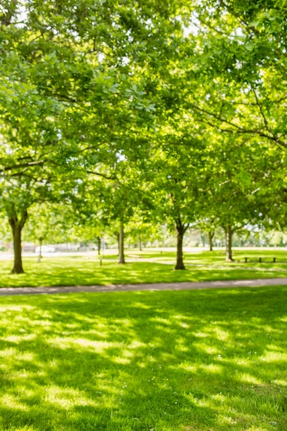 Parc verdoyant avec le soleil qui brille