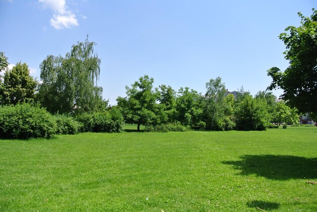 Photo parc de la ville avec des arbres, de la verdure et de l'herbe verte avec un ciel bleu clair en été dans le centre-ville