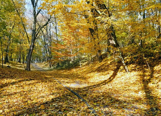 Parc de la ville d'automne ensoleillé doré avec des chemins parsemés de feuilles d'érable jaunes.