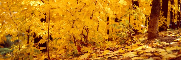 Parc de la ville d'automne ou forêt en journée ensoleillée d'automne. les arbres sont des érables avec des feuilles d'oranger qui tombent et un trottoir ou un chemin désert. beau temps. bannière