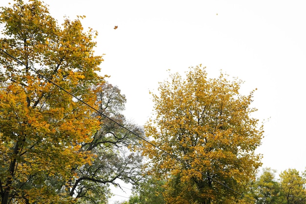 Parc de la ville d'automne pluvieux le matin