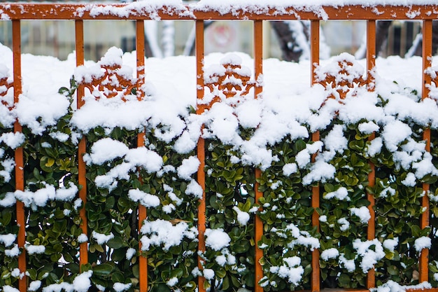 Parc de la ville en hiver pendant les chutes de neige Phénomène saisonnier Fond de neige d'hiver