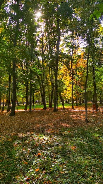 Parc de la ville un jour d'été