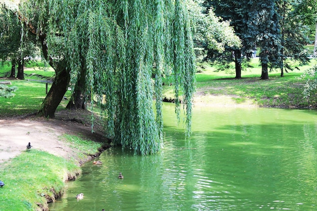 Parc de la ville de Minsk Biélorussie nommé d'après le beau saule de Maxim Gorki