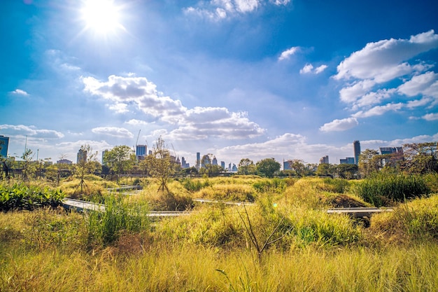 Parc de la ville paysage vecteur