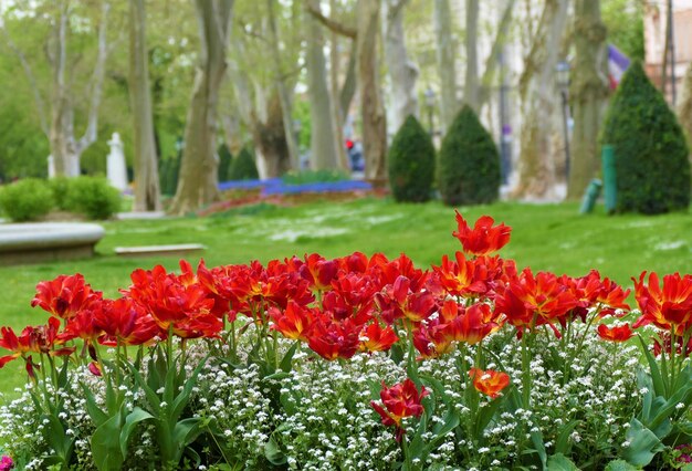 Parc de la ville avec tulipes rouges et grands arbres