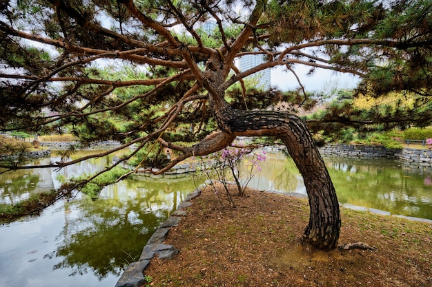 Parc Yeouido à Séoul, Corée